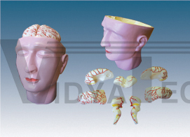 The dissection model of head attach with brain